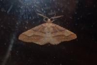 Phigaliohybernia marginaria