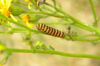Tyria jacobaeae