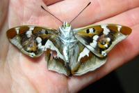 Apatura iris