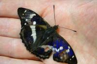 Apatura iris