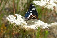 Limenitis reducta