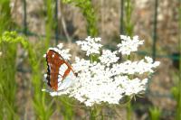 Limenitis reducta