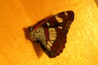 Limenitis reducta