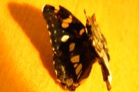 Limenitis reducta