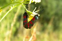 Zygaena filipendulae