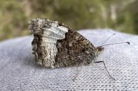Hipparchia fagi