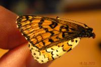 Melitaea cinxia