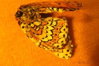 Melitaea cinxia