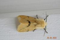 Spilarctia lutea