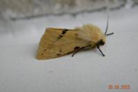 Spilarctia lutea