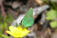 Callophrys rubi