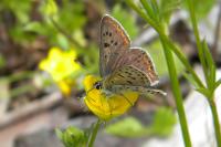 Lycaena tityrus