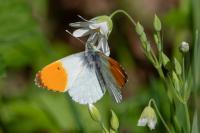 Anthocharis cardamines