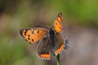 Lycaena phlaeas