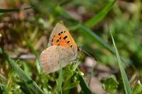 Lycaena phlaeas