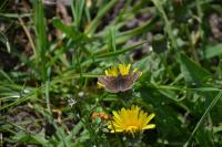 Erynnis tages