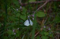 Pieris napi