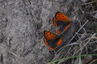 Lycaena phlaeas