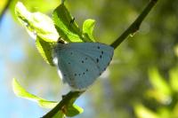 Celastrina argiolus
