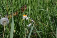 Anthocharis cardamines