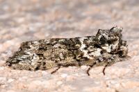 Polyploca ridens