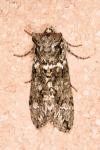 Polyploca ridens