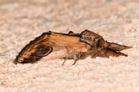 Notodonta ziczac