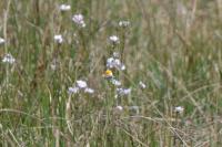 Anthocharis cardamines