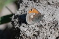 Coenonympha pamphilus