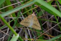 Aspitates ochrearia