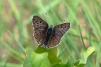 Lycaena tityrus