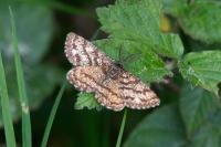 Ematurga atomaria
