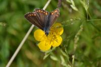 Aricia agestis
