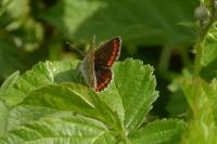 Aricia agestis
