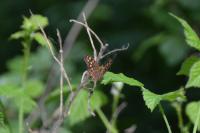 Pararge aegeria