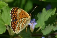 Melitaea phoebe