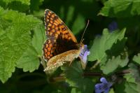 Melitaea phoebe