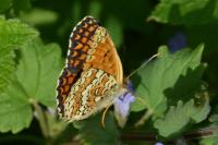 Melitaea phoebe