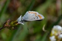 Aricia agestis