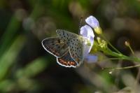 Lycaena tityrus