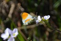 Anthocharis cardamines