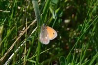 Coenonympha pamphilus