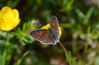 Lycaena tityrus