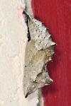 Nymphalis polychloros