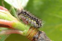 Aglaope infausta