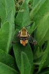 Hemaris tityus