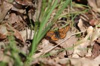 Euphydryas aurinia