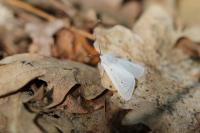 Diaphora mendica