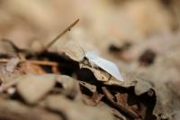 Diaphora mendica