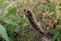 Lasiocampa trifolii